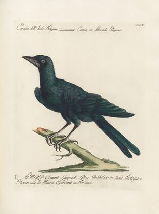 Ornithologia methodice digesta Pl.151