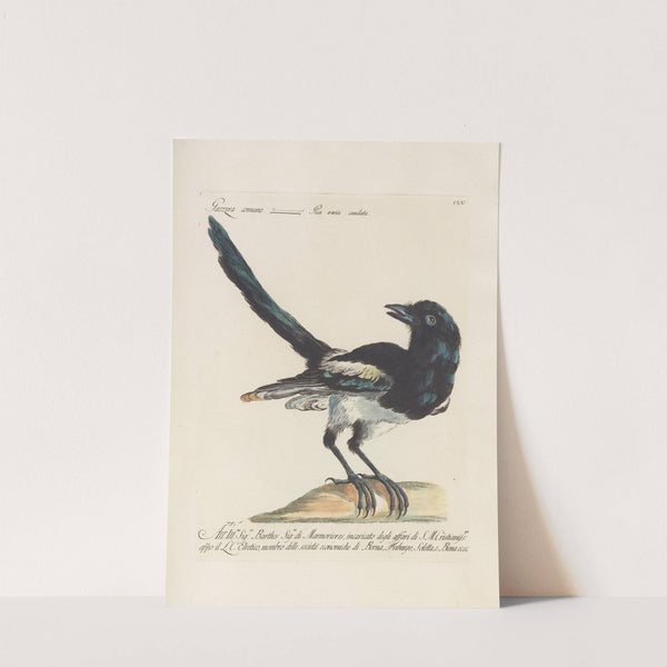 Ornithologia methodice digesta Pl.152 by Saverio Manetti