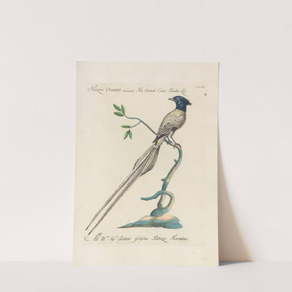 Ornithologia methodice digesta Pl.154 by Saverio Manetti