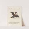 Ornithologia methodice digesta Pl.155 by Saverio Manetti