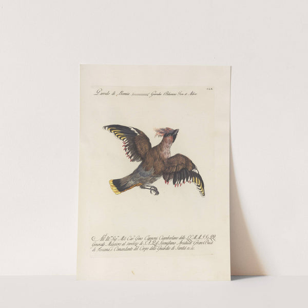 Ornithologia methodice digesta Pl.155 by Saverio Manetti