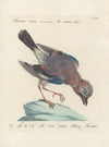 Ornithologia methodice digesta Pl.156
