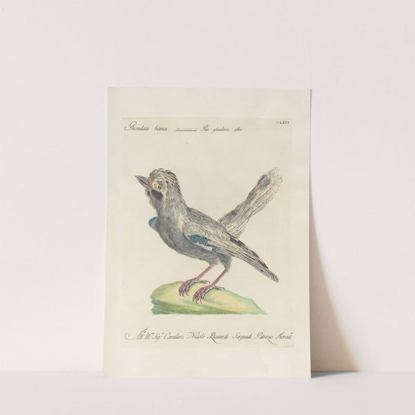 Ornithologia methodice digesta Pl.157 by Saverio Manetti