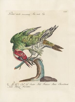 Ornithologia methodice digesta Pl.160