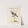 Ornithologia methodice digesta Pl.161 by Saverio Manetti