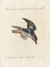 Ornithologia methodice digesta Pl.162