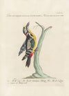 Ornithologia methodice digesta Pl.163