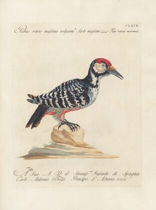 Ornithologia methodice digesta Pl.164