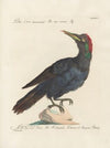 Ornithologia methodice digesta Pl.165