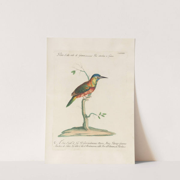 Ornithologia methodice digesta Pl.166 by Saverio Manetti