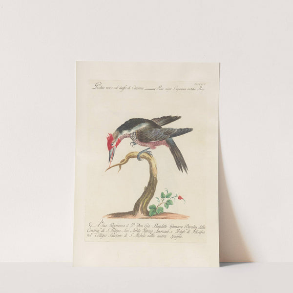 Ornithologia methodice digesta Pl.167 by Saverio Manetti