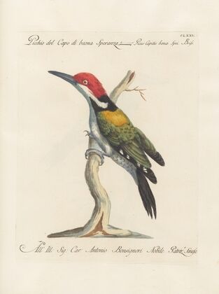 Ornithologia methodice digesta Pl.168
