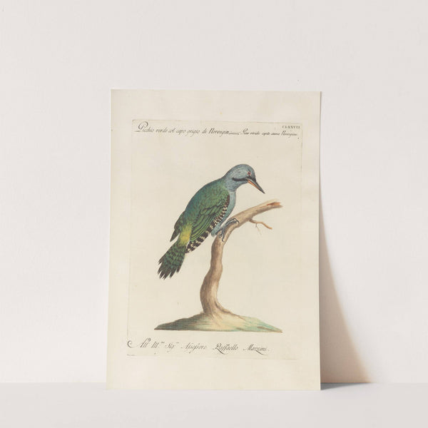 Ornithologia methodice digesta Pl.170 by Saverio Manetti