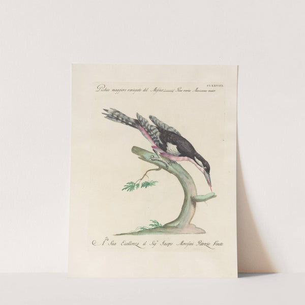 Ornithologia methodice digesta Pl.171 by Saverio Manetti