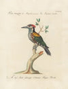 Ornithologia methodice digesta Pl.172