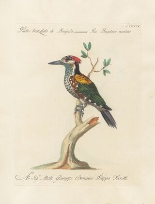 Ornithologia methodice digesta Pl.172