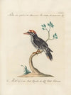 Ornithologia methodice digesta Pl.173