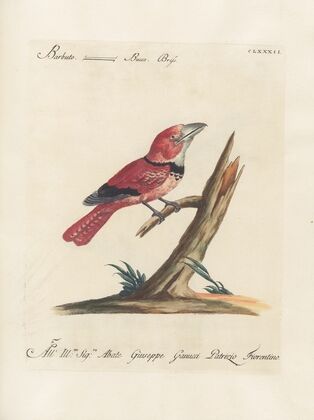 Ornithologia methodice digesta Pl.175
