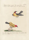 Ornithologia methodice digesta Pl.176