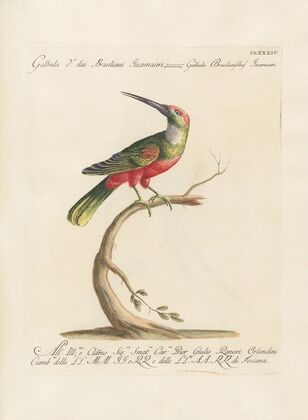 Ornithologia methodice digesta Pl.177