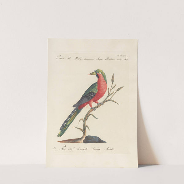 Ornithologia methodice digesta Pl.178 by Saverio Manetti