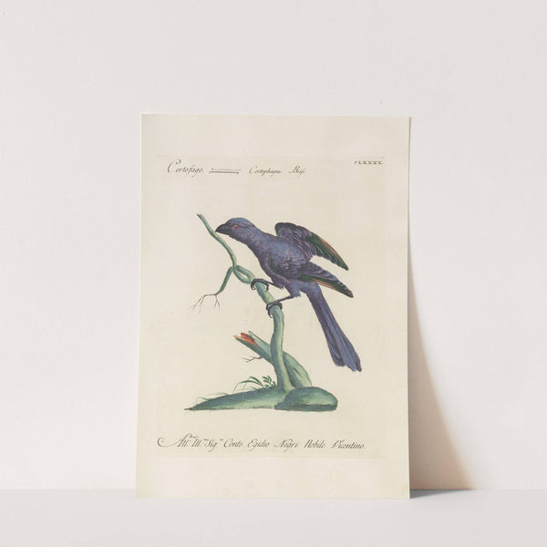 Ornithologia methodice digesta Pl.181 by Saverio Manetti