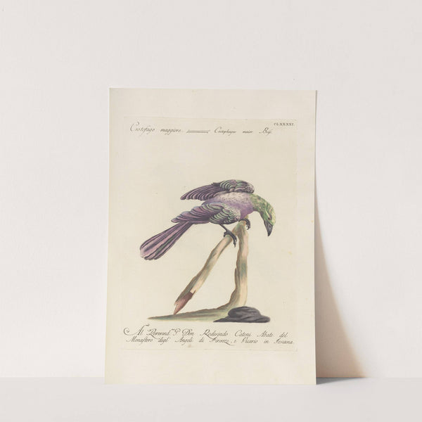 Ornithologia methodice digesta Pl.182 by Saverio Manetti