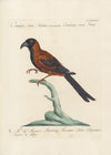 Ornithologia methodice digesta Pl.183