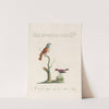 Ornithologia methodice digesta Pl.185 by Saverio Manetti