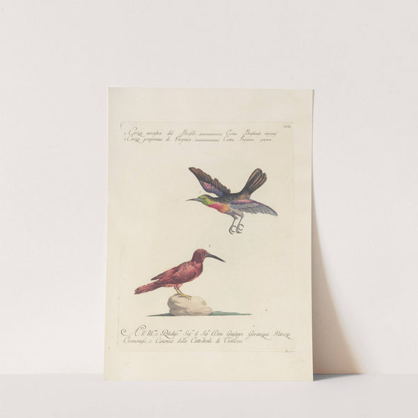 Ornithologia methodice digesta Pl.189 by Saverio Manetti