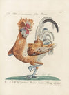 Ornithologia methodice digesta Pl.191