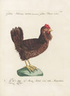 Ornithologia methodice digesta Pl.192