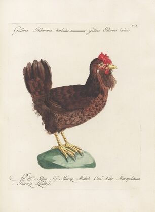 Ornithologia methodice digesta Pl.192