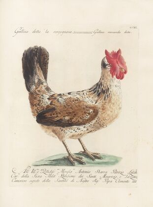 Ornithologia methodice digesta Pl.193