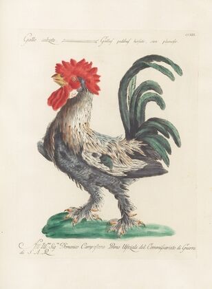 Ornithologia methodice digesta Pl.194