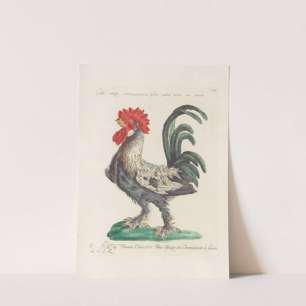 Ornithologia methodice digesta Pl.194 by Saverio Manetti