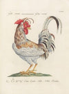 Ornithologia methodice digesta Pl.195