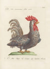 Ornithologia methodice digesta Pl.196
