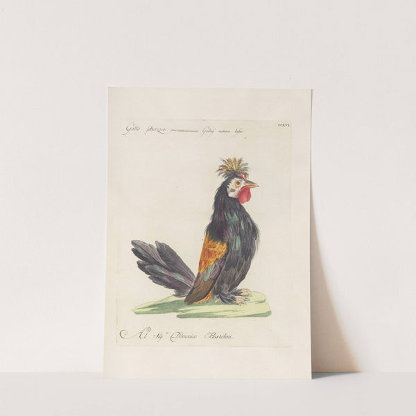 Ornithologia methodice digesta Pl.198 by Saverio Manetti