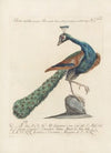 Ornithologia methodice digesta Pl.199