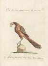 Ornithologia methodice digesta Pl.202