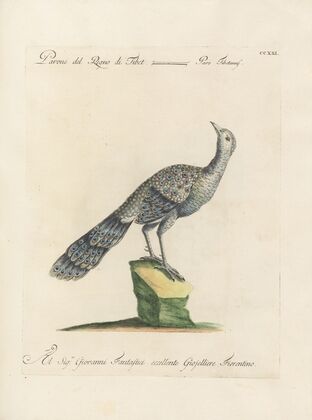 Ornithologia methodice digesta Pl.203