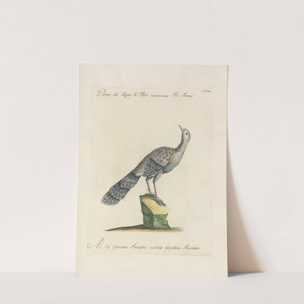 Ornithologia methodice digesta Pl.203 by Saverio Manetti