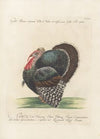 Ornithologia methodice digesta Pl.204