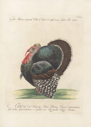 Ornithologia methodice digesta Pl.204