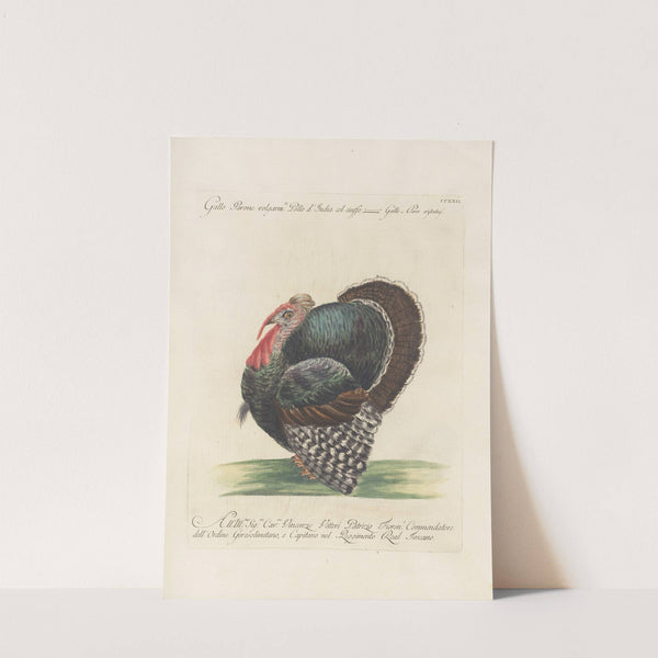 Ornithologia methodice digesta Pl.204 by Saverio Manetti