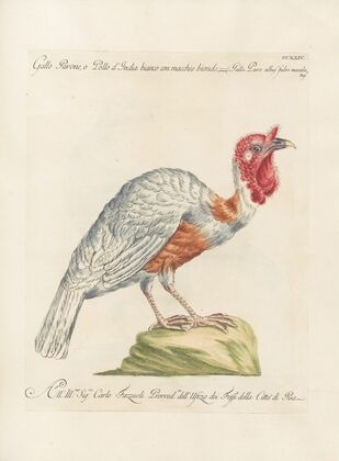 Ornithologia methodice digesta Pl.206