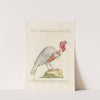 Ornithologia methodice digesta Pl.206 by Saverio Manetti