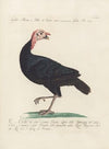 Ornithologia methodice digesta Pl.207