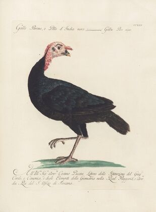 Ornithologia methodice digesta Pl.207